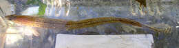 Image of Eel-blenny