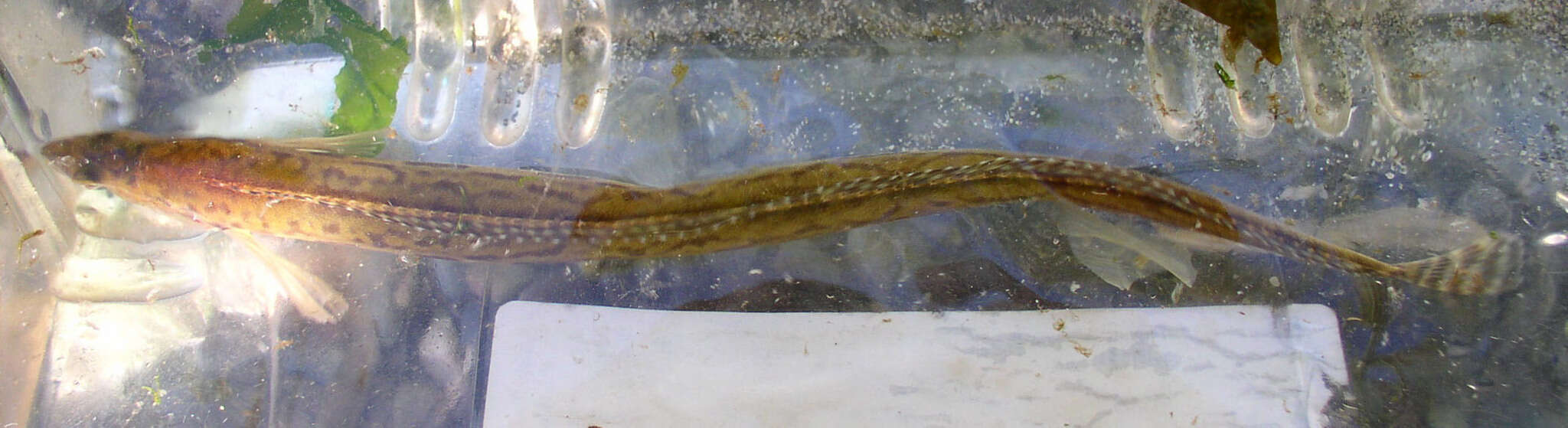 Image of Eel-blenny