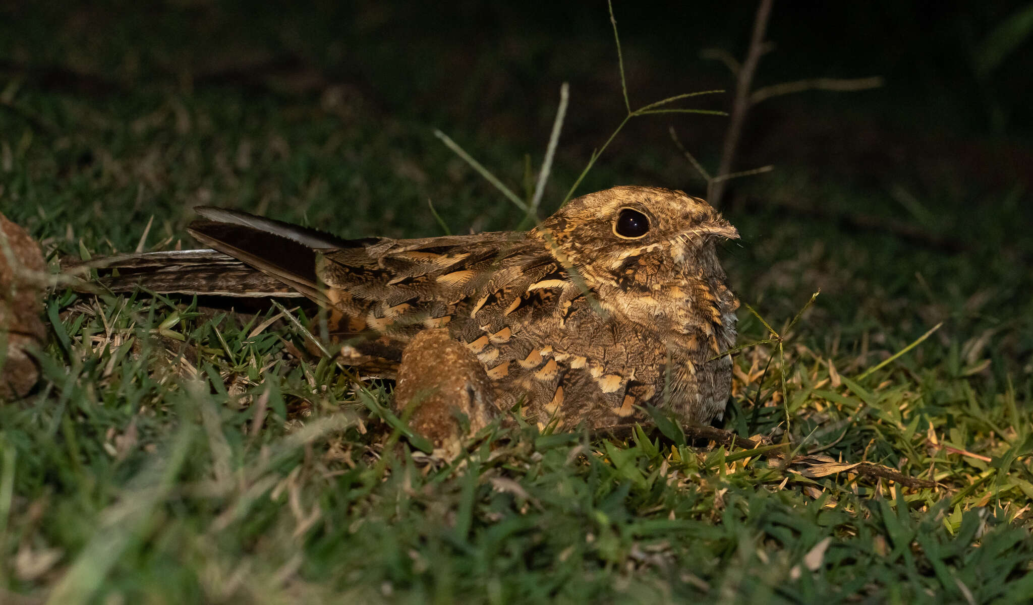 Image of Indian Nightjar