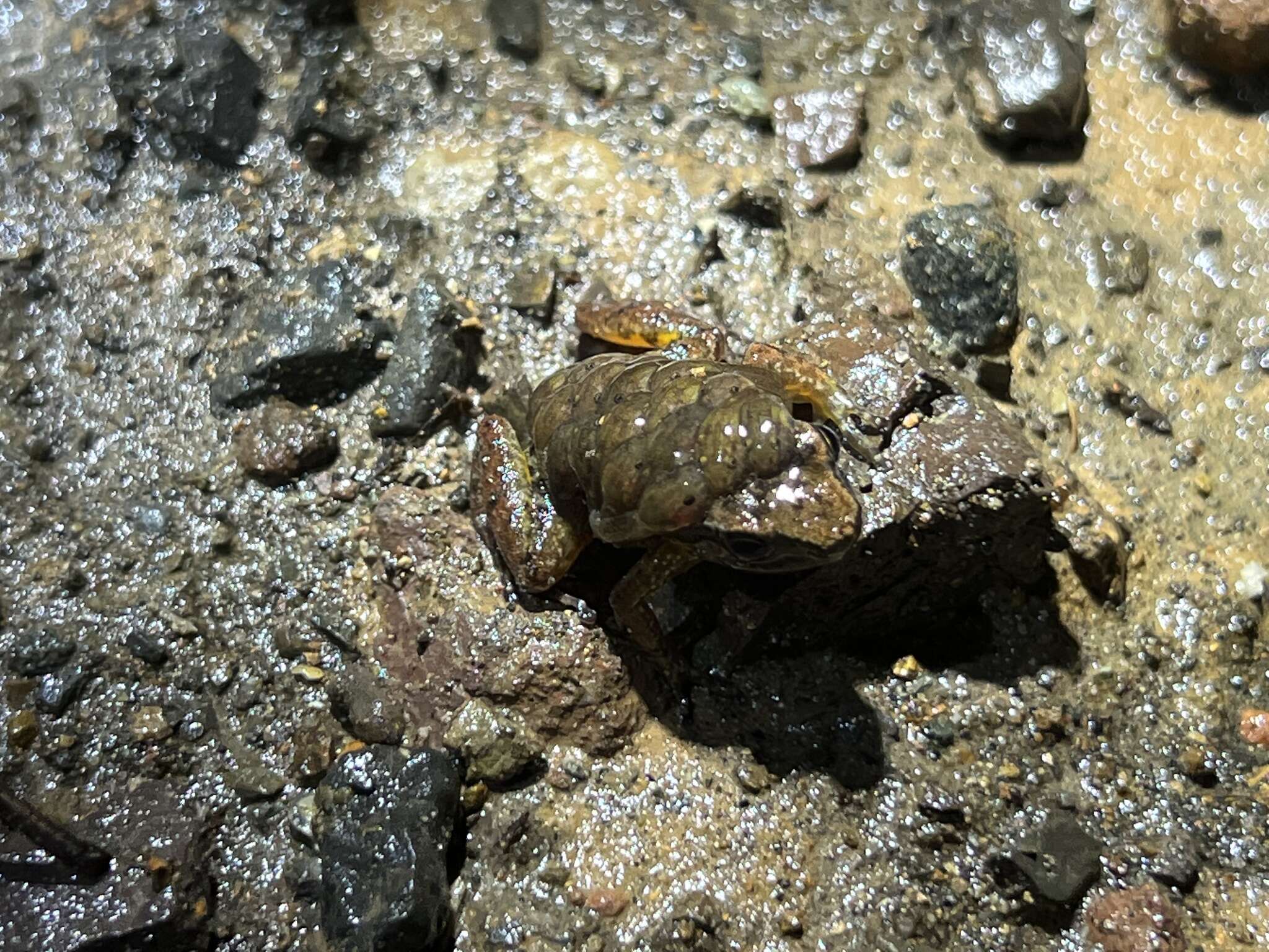 Plancia ëd Leucostethus brachistriatus (Rivero & Serna 1986)