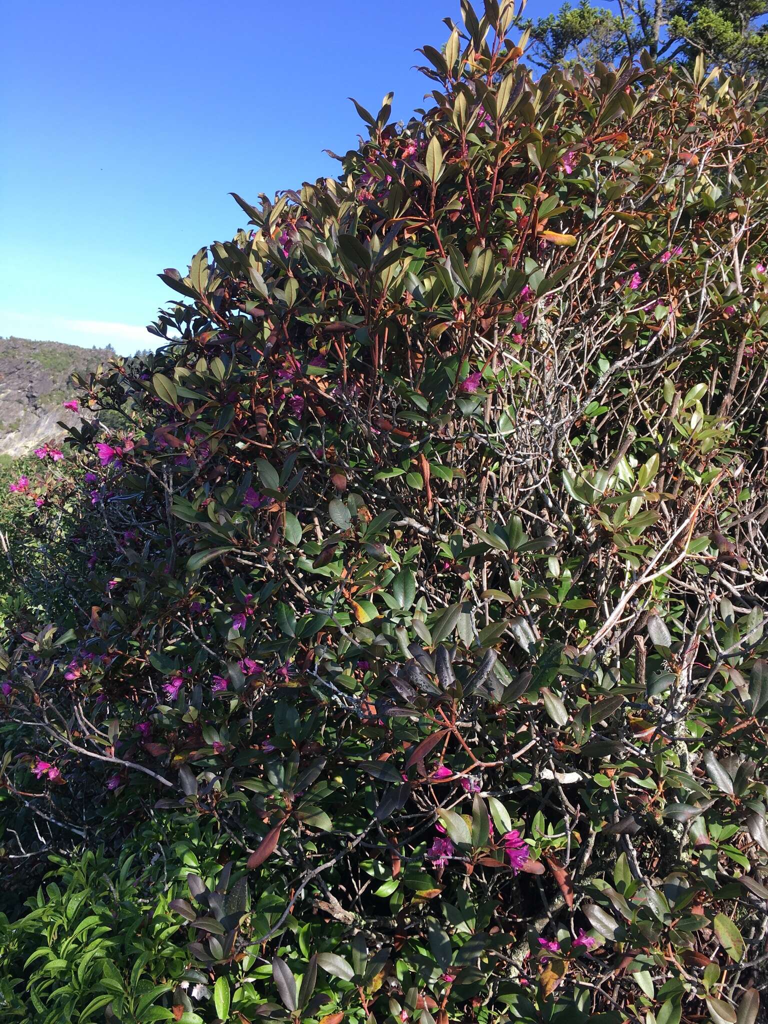 Image of Rhododendron smokianum Ralf Bauer & Albach