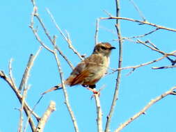 Sivun Cisticola subruficapilla namaqua Lynes 1930 kuva