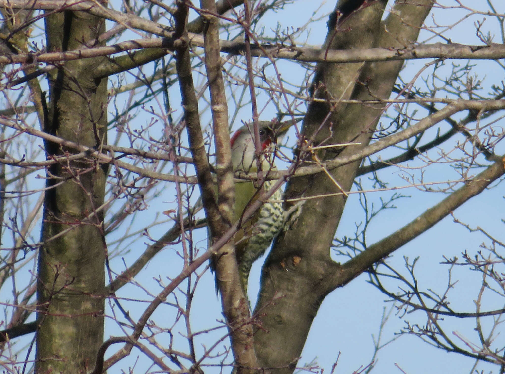 Image of Japanese Green Woodpecker