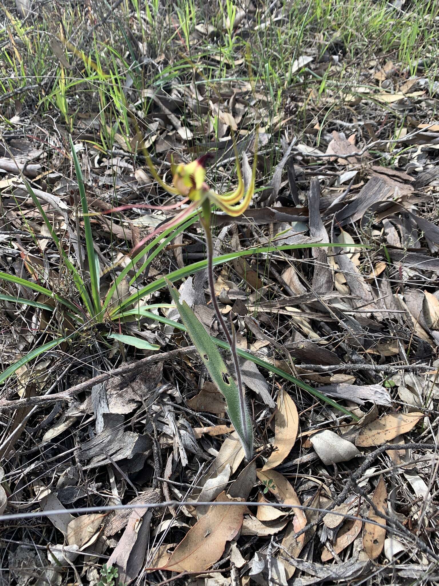 Caladenia integra E. Coleman的圖片