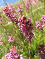 Image of Erica spiculifolia Salisb.