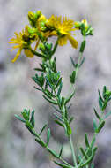 Hypericum perforatum subsp. perforatum resmi