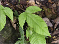 Image of Tectaria polymorpha (Wall. ex Hook.) Copel.