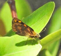 Image of Metisella metis Linnaeus 1764