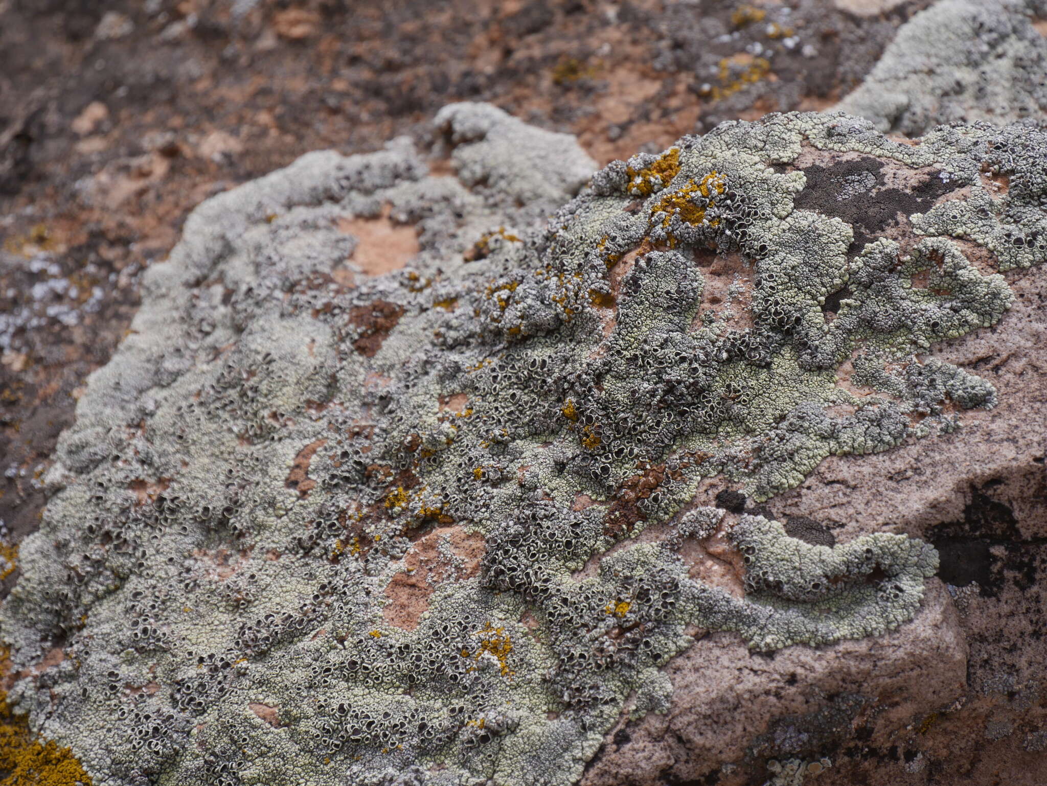 Слика од Lecanora argopholis (Ach.) Ach.