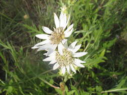 Image de Silphium albiflorum A. Gray