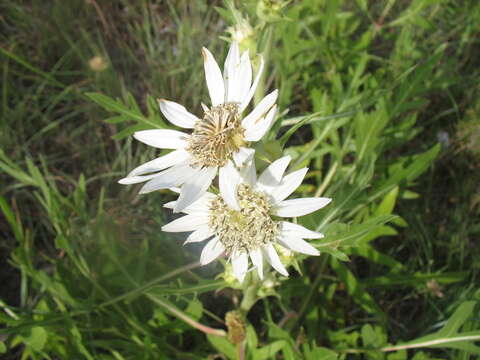 Image of white rosinweed