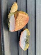 Image of Boletus patrioticus T. J. Baroni, Bessette & Roody 1998