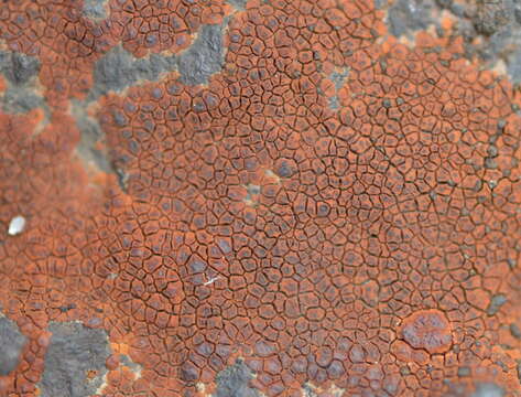 Image of cracked lichen