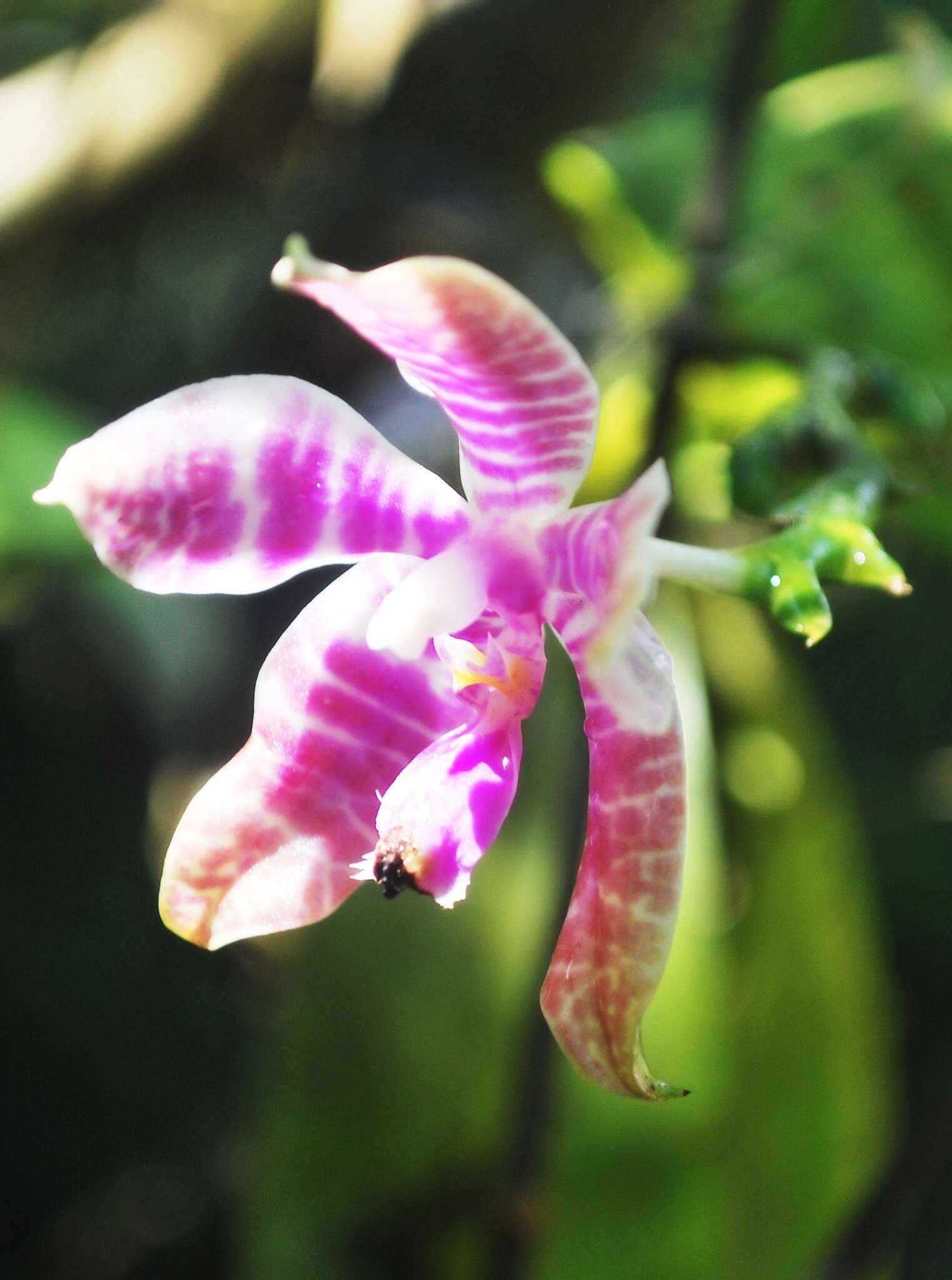 Image of Phalaenopsis lueddemanniana Rchb. fil.