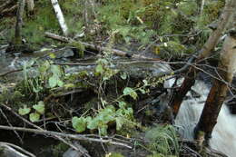 Image of spiked saxifrage