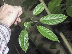 Imagem de Clerodendrum laevifolium Blume