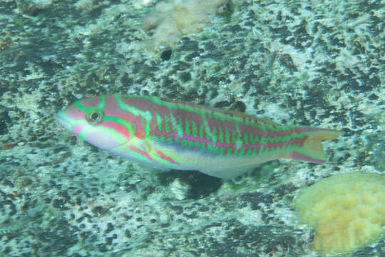 Image of Five striped surge wrasse