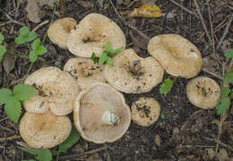 صورة Lactarius acerrimus Britzelm. 1893