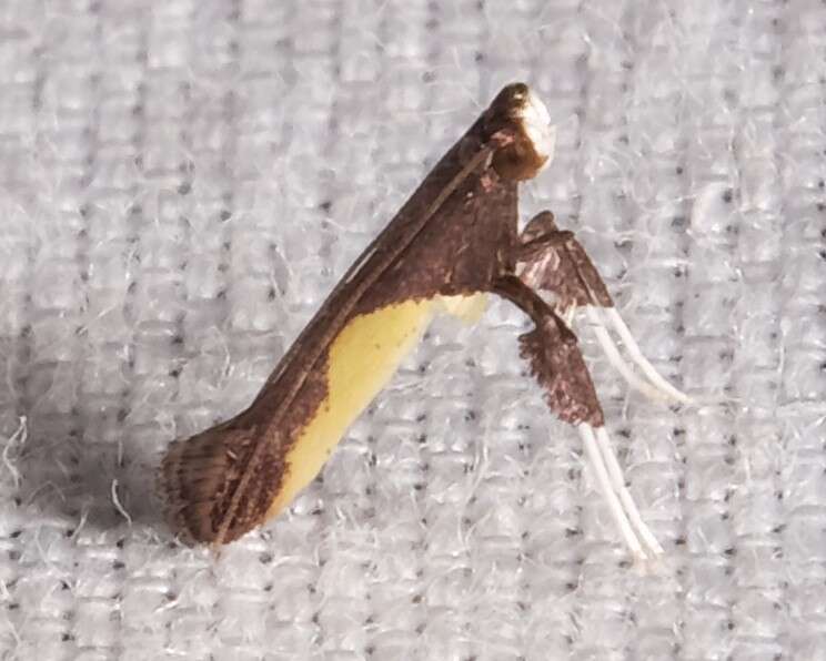 Image of Caloptilia belfragella (Chambers 1875)