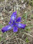 Image of Iris ivanovae Doronkin