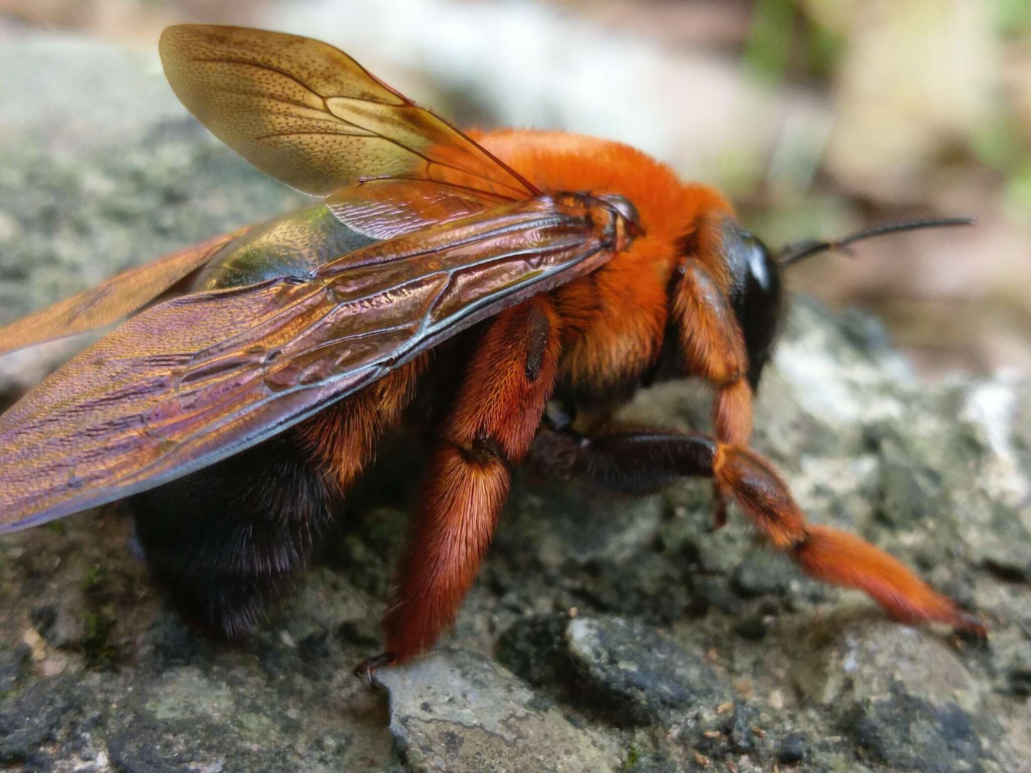 Image of Xylocopa ruficeps Friese 1910