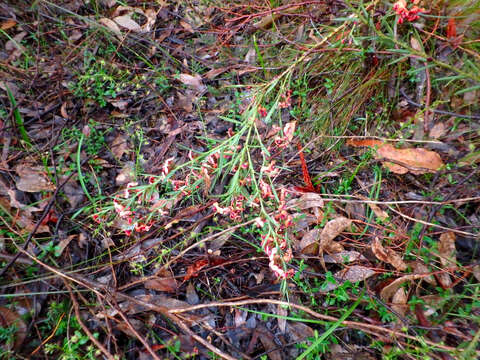 Image de <i>Daviesia ulicifolia</i> subsp. <i>incarnata</i>