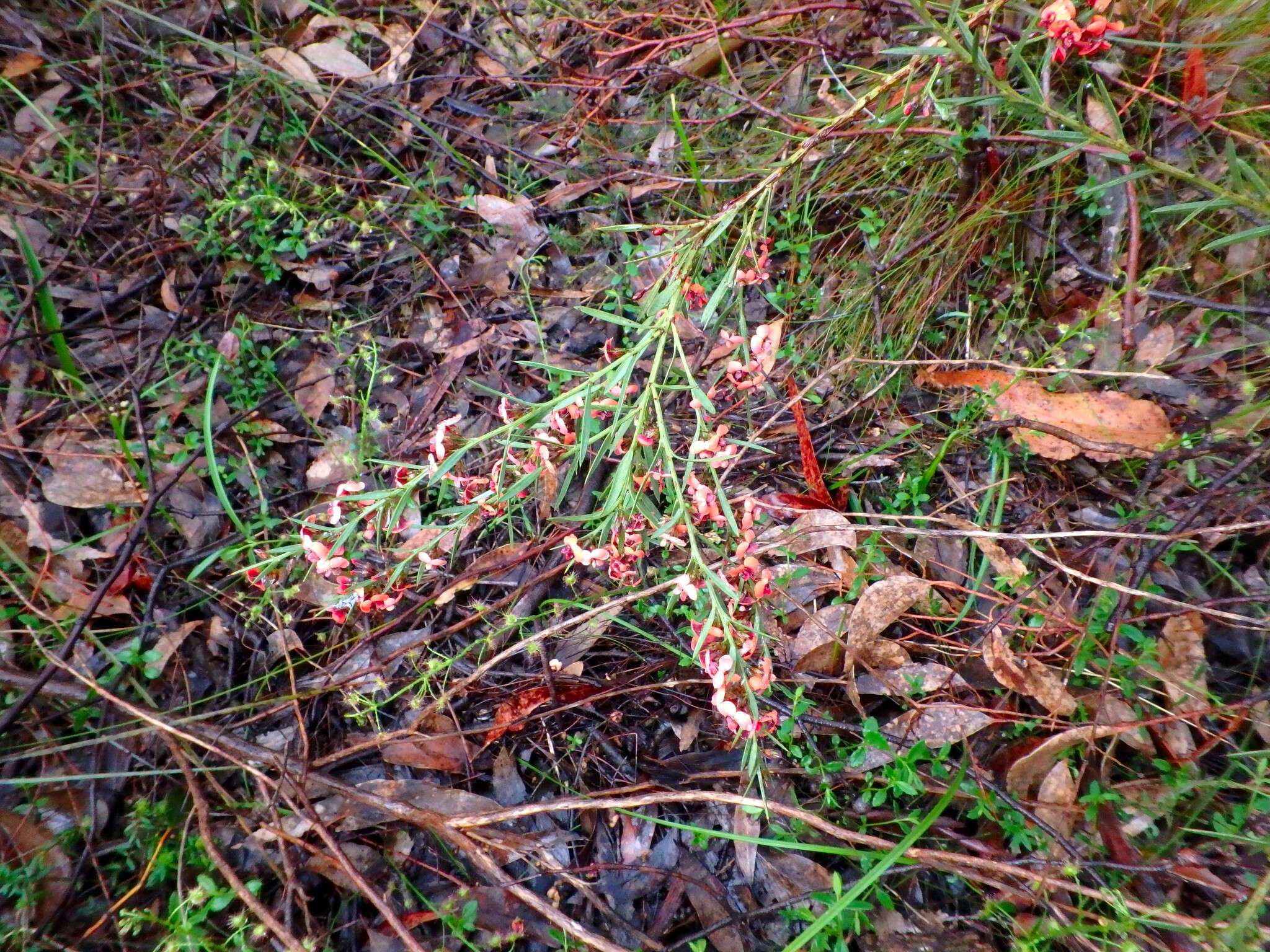 Слика од <i>Daviesia ulicifolia</i> subsp. <i>incarnata</i>