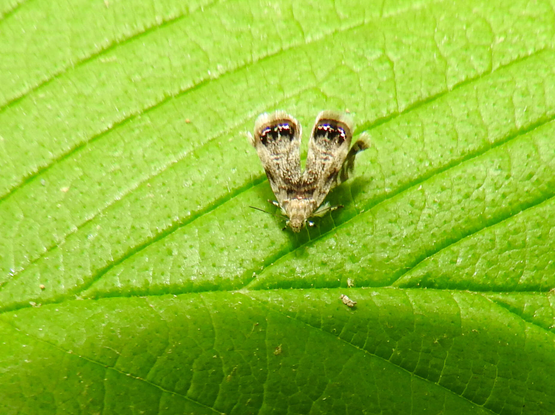 Image of Peacock Brenthia