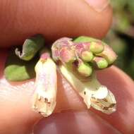 Image of pink snowberry