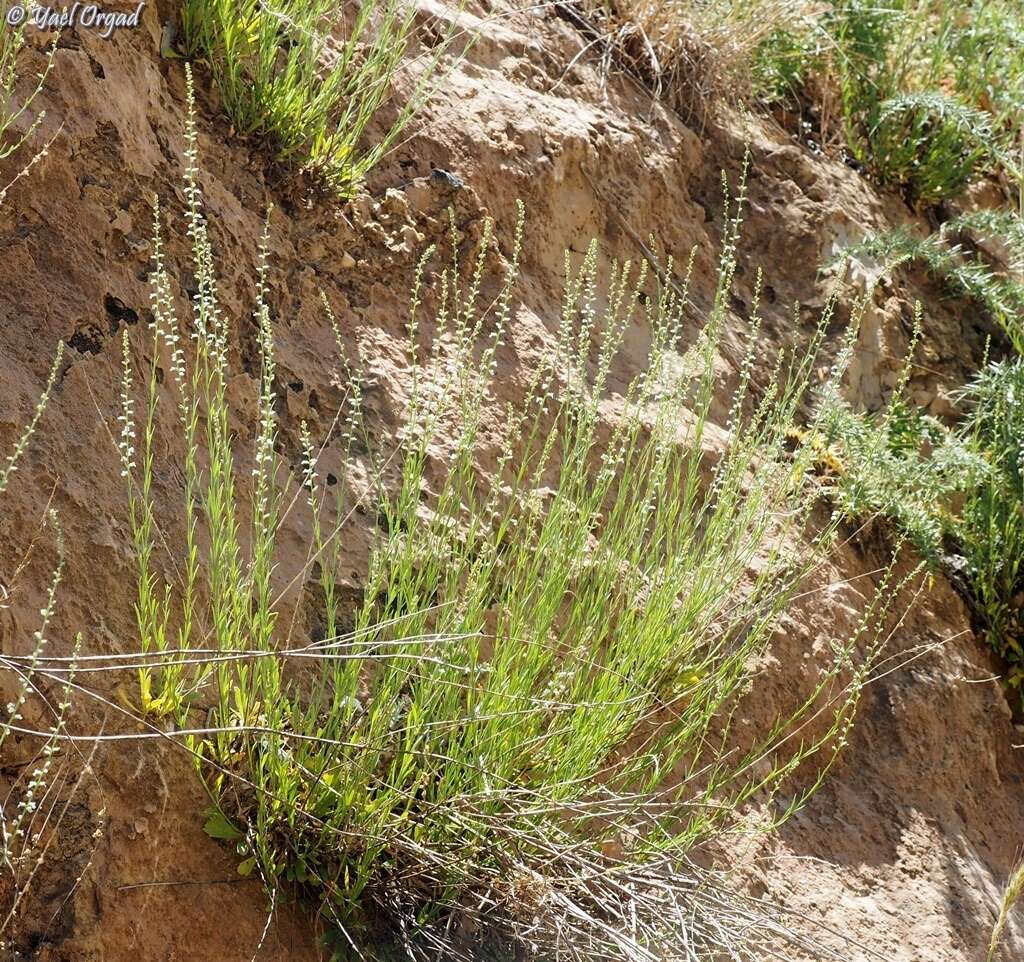 Image de Anarrhinum forskaohlii (J. F. Gmel.) Cuf.