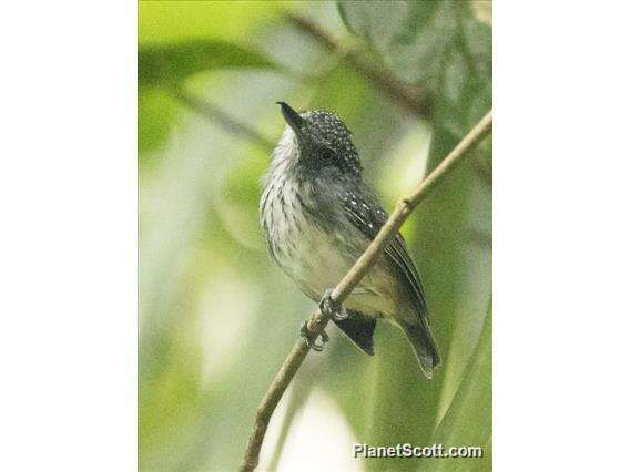 Image of Spot-crowned Antvireo