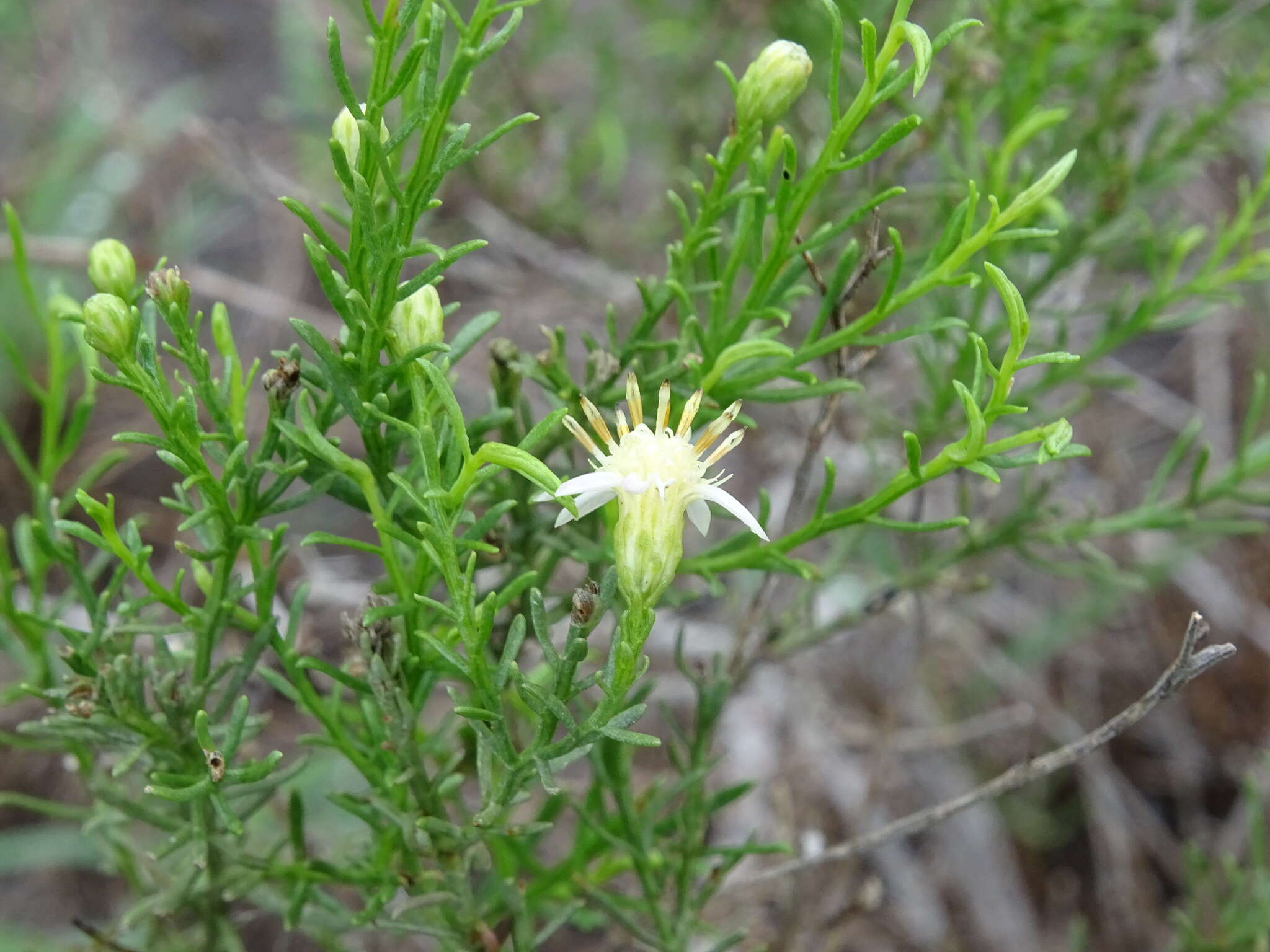 Imagem de Medranoa palmeri (A. Gray) G. L. Nesom