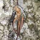 Callistoctopus dierythraeus (Norman 1993) resmi