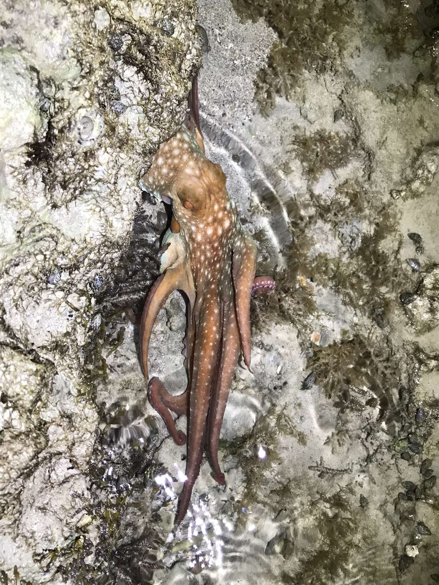 Слика од Callistoctopus dierythraeus (Norman 1993)