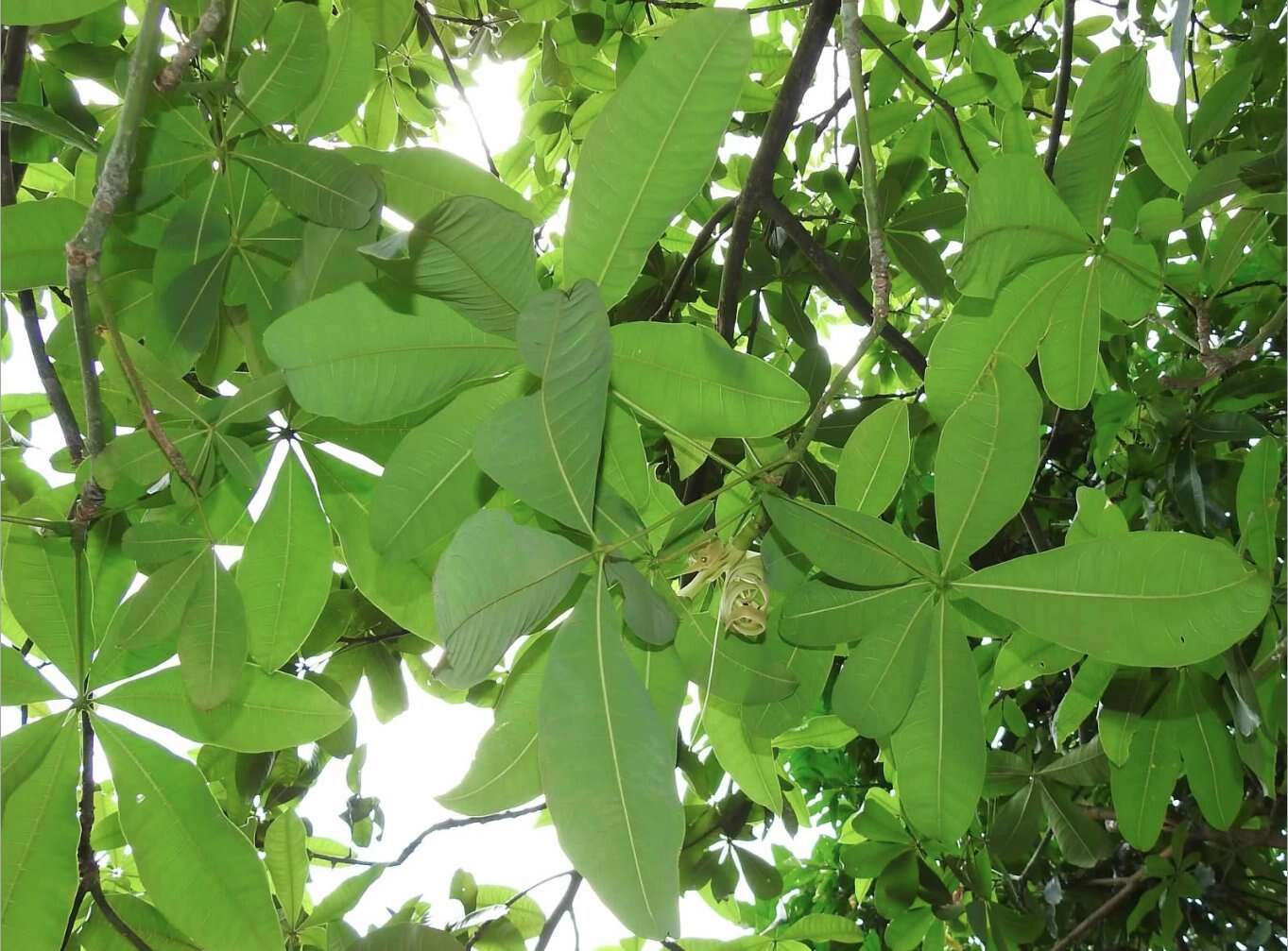 Image of Guiana-chestnut