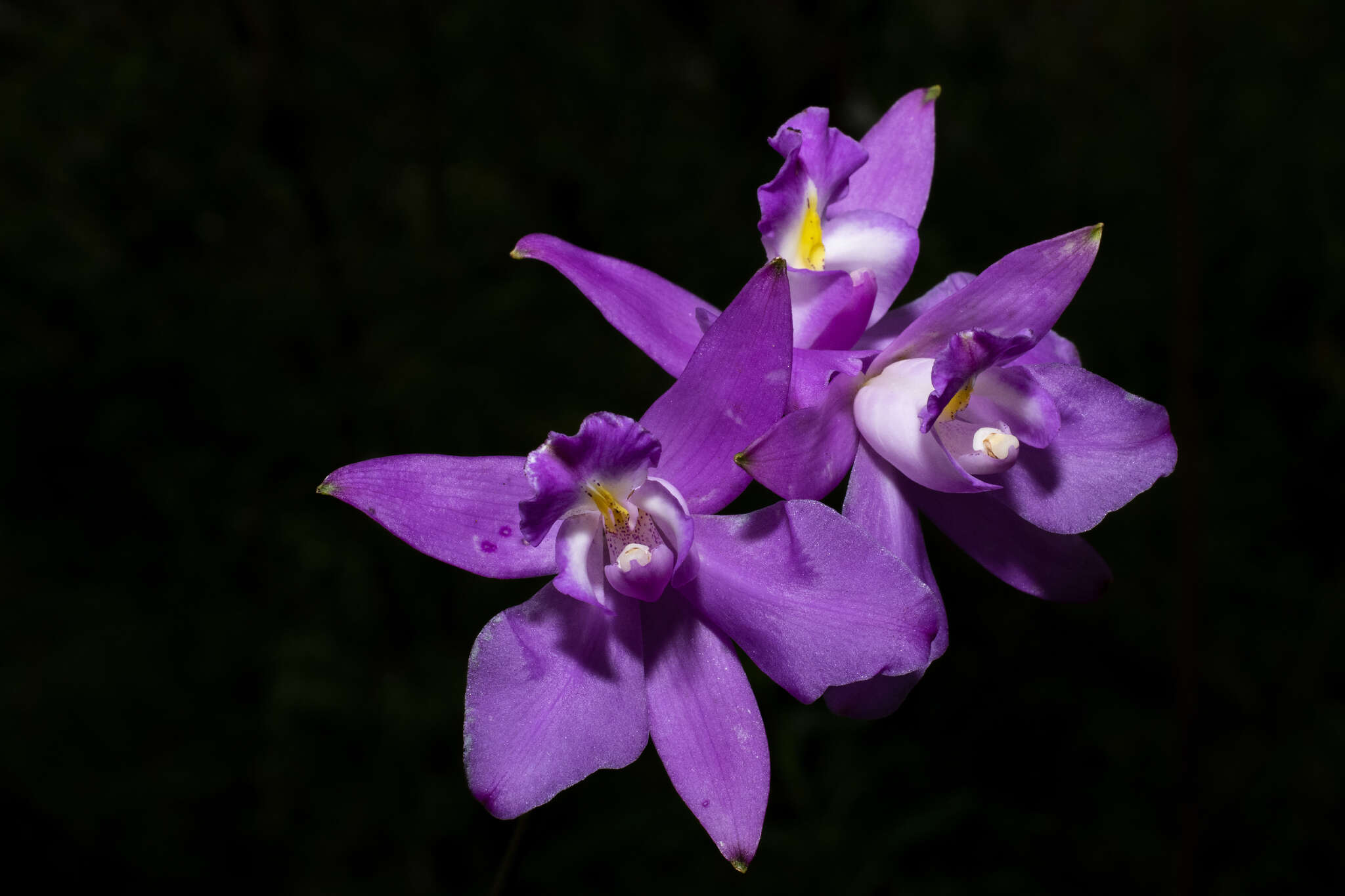 Image of Laelia eyermaniana Rchb. fil.