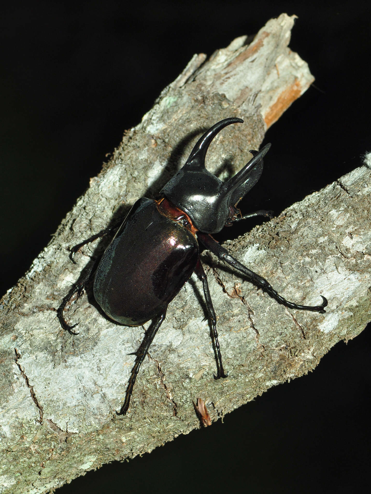 Image of Chalcosoma chiron (Olivier 1789)