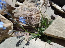 Image of Alpine forget-me-not