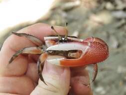 Image of American red fiddler