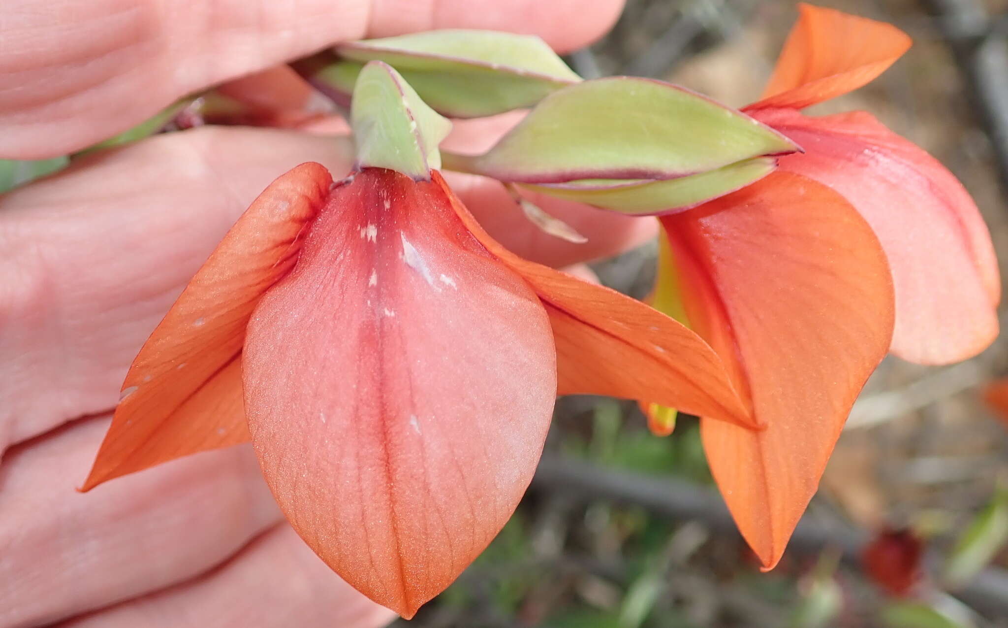 Image of Gladiolus equitans Thunb.