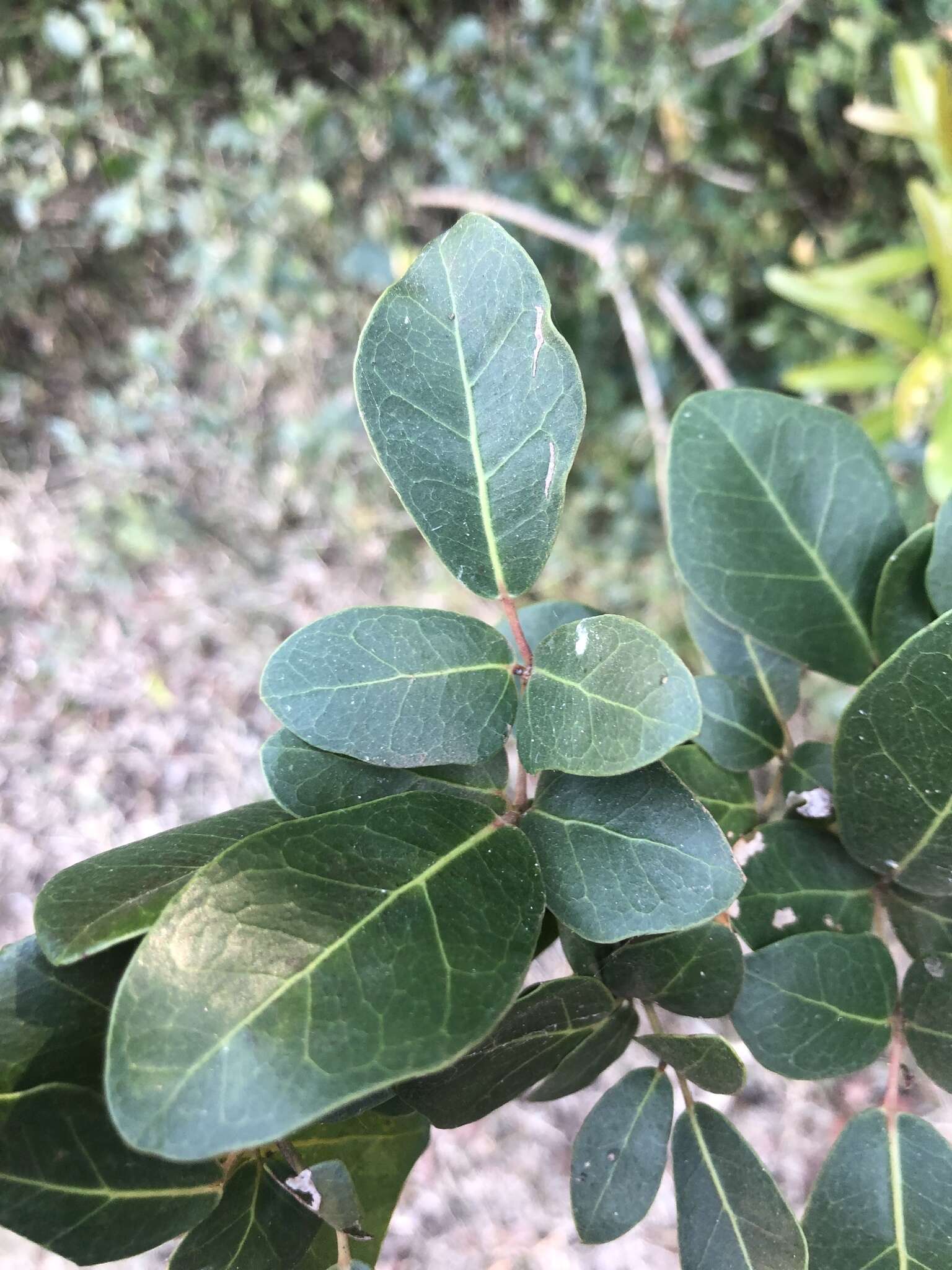 Plancia ëd Rhoicissus sessilifolia E. Retief