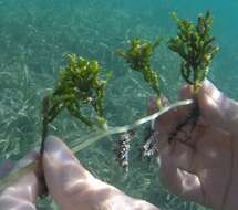 Image of cactus tree alga