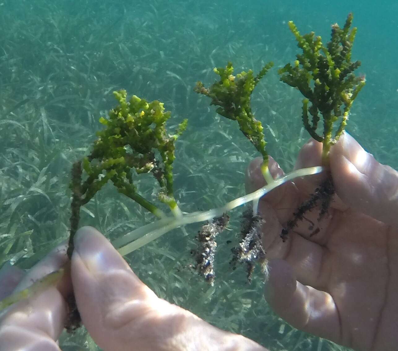 Image of cactus tree alga