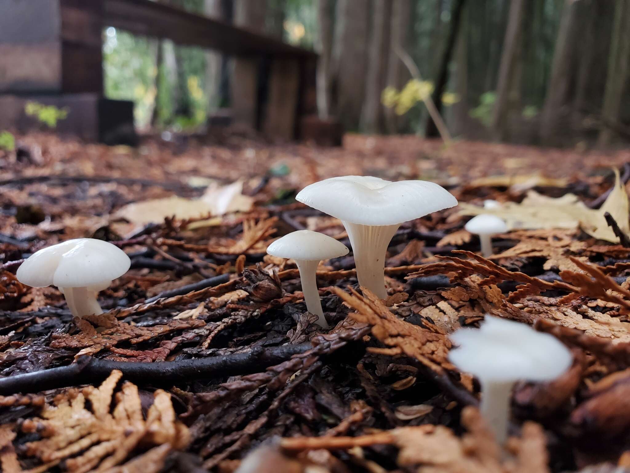 Sivun Cuphophyllus borealis (Peck) Bon ex Courtec. 1985 kuva