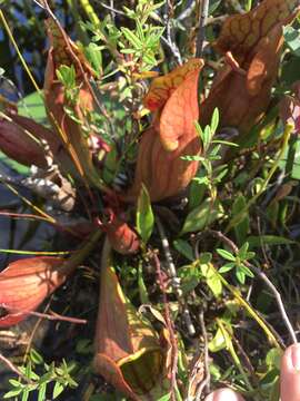 Image of southern purple pitcherplant