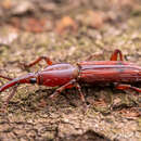 Trachelizus bisulcatus (Lund 1800) resmi