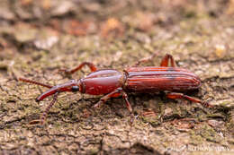 Trachelizus bisulcatus (Lund 1800) resmi