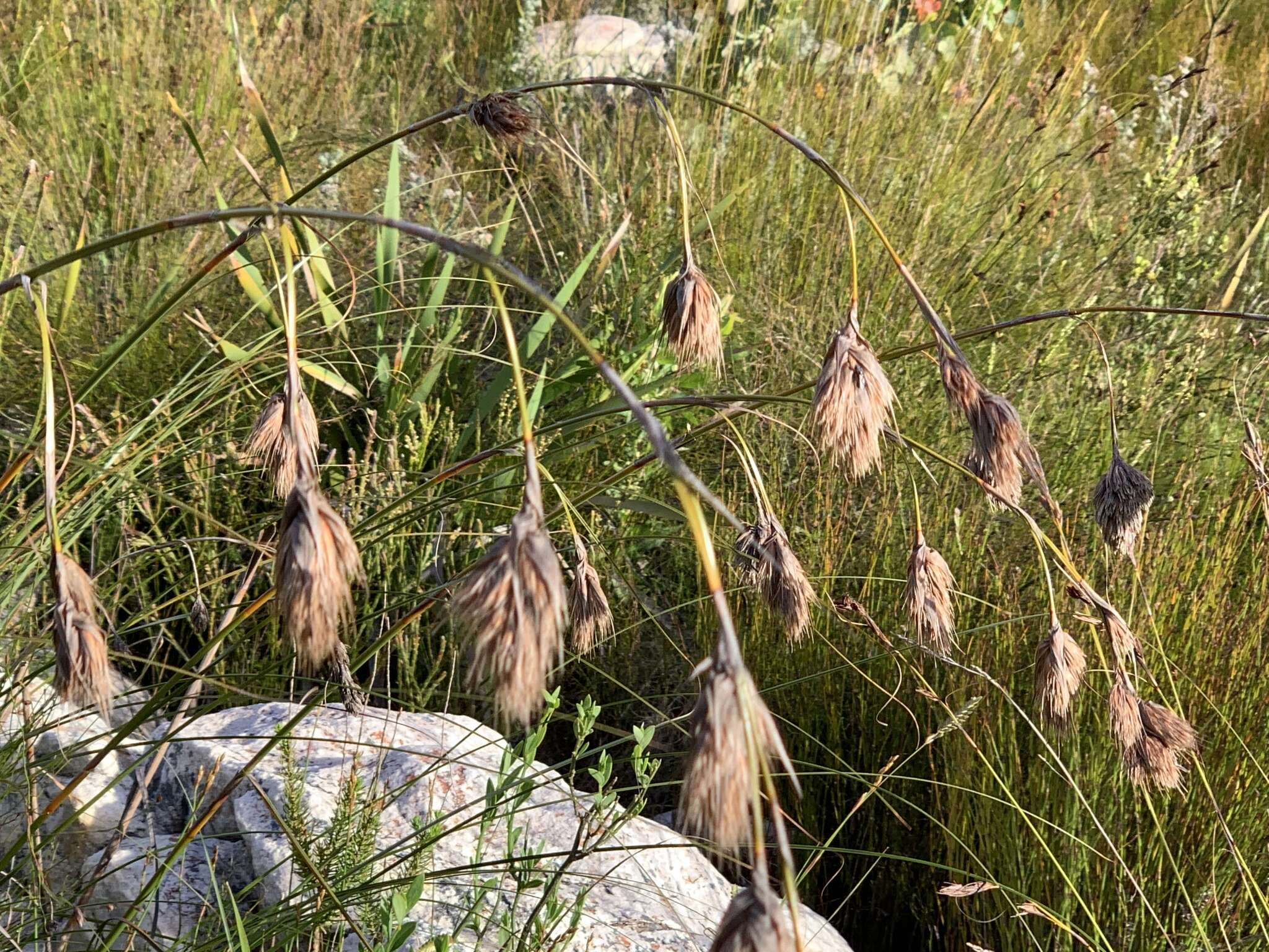 Image of Tetraria bromoides (Lam.) H. Pfeiff.