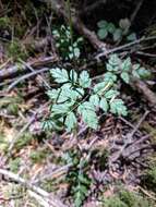 Image of Fern-Leaf Goldthread