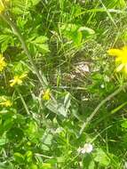 Image of field fleawort